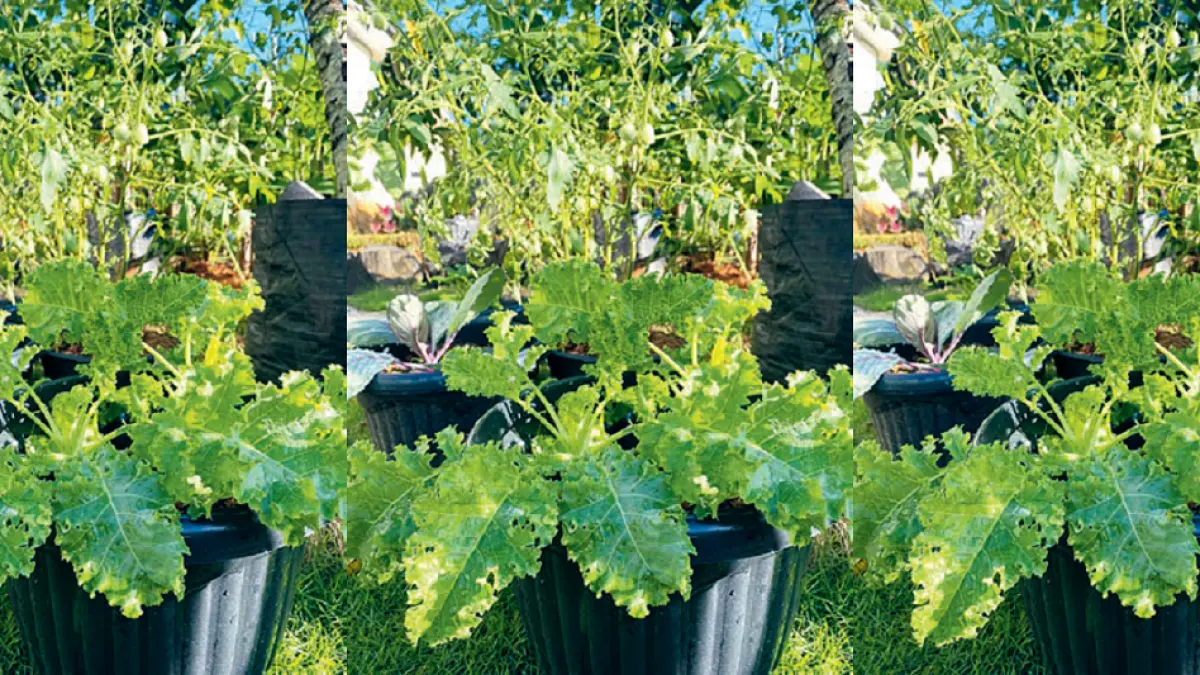 Curly kale dapat ditanam di pot atau polybag dengan diameter minimal 30 sentimeter agar perkembangan akarnya tidak terhambat. (DOK JAWAPOS)