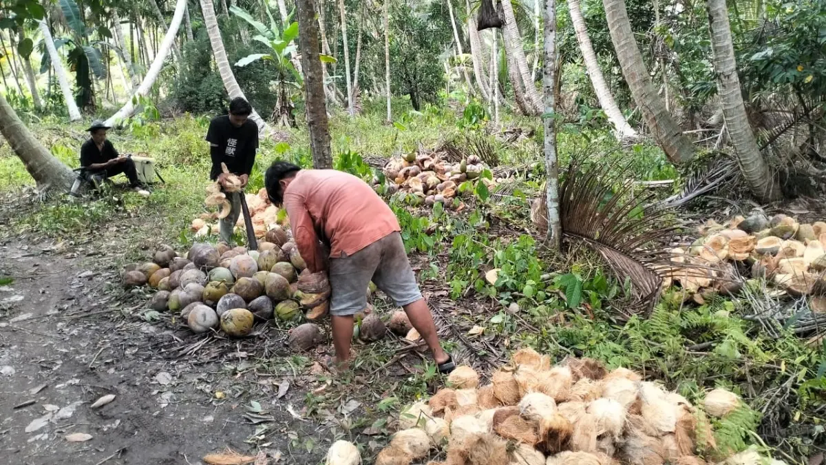 Ilustrasi petani kelapa memanen kelapa. (ISTIMEWA)