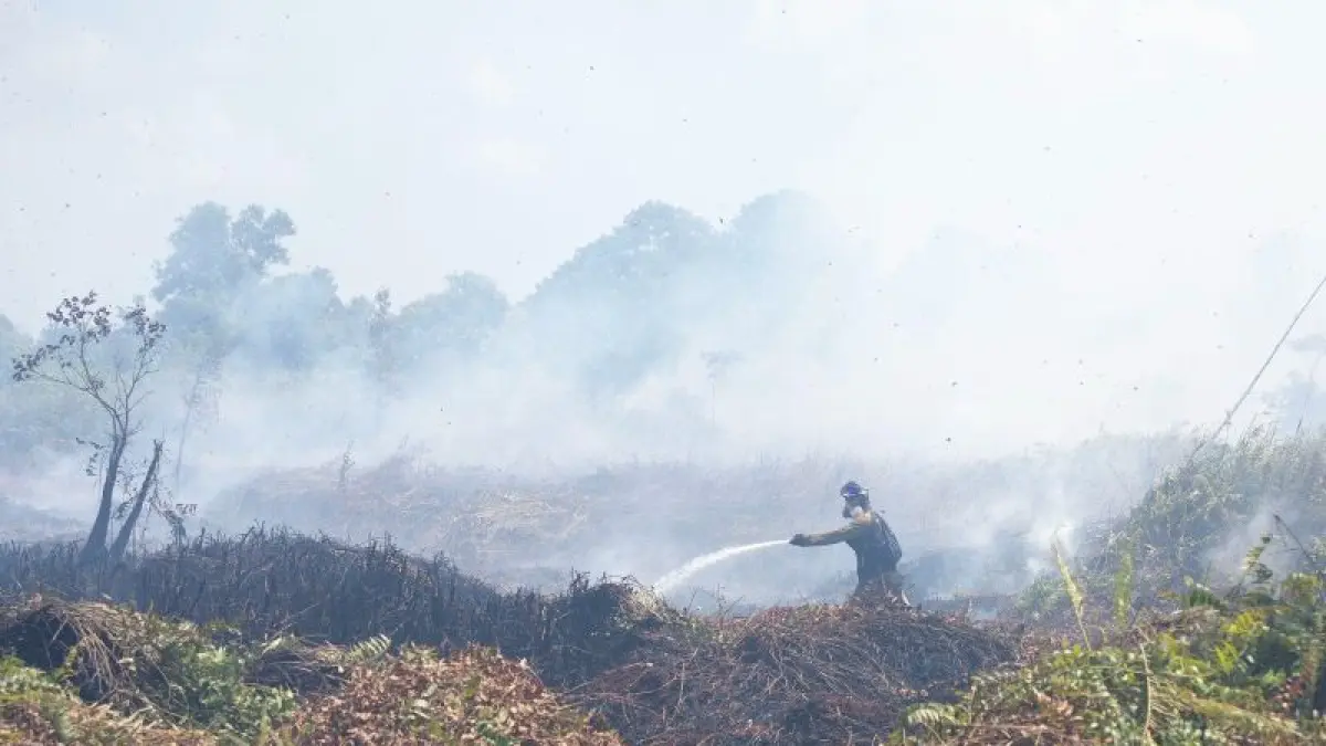 Tim gabungan Satgas Karhutla Kabupaten Ketapang yang terdiri atas BNPB, BPBD, Manggala Agni, TNI, Polri, serta didukung YIARI dan PT MoPaKha, hingga kini masih melakukan pemadaman dan pemantauan di Jalan Ketapang-Tanjungpura KM 5, Desa Sungai Awan Kiri, Kecamatan Delta Pawan, atau sekitar satu kilometer dari pusat rehabilitasi orangutan YIARI. (ANTARA/YIARI Kalbar)