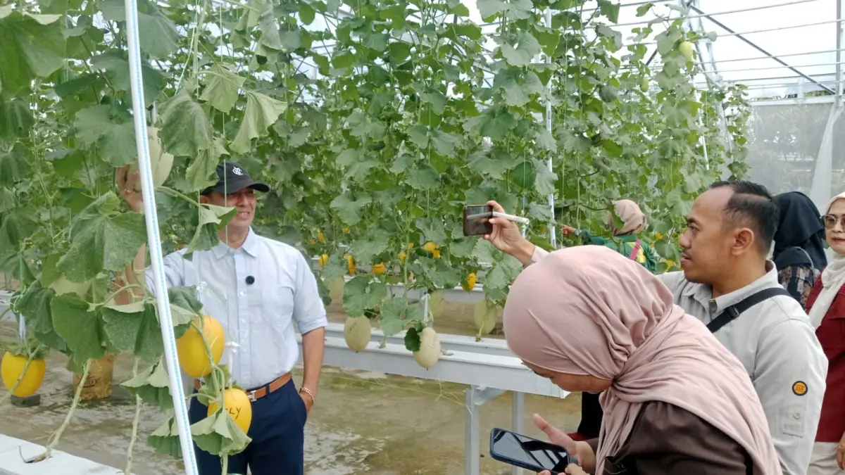 WISATA MELON: Pengunjung berswafoto di area budidaya melon premium milik Koperasi Desa Merah Putih Sungai Raya Dalam, Kecamatan Sungai Raya, Kubu Raya. Selain memetik buah langsung dari greenhouse, pengunjung juga menikmati konsep agrowisata yang menjadi salah satu sumber pendapatan koperasi. (ASHRI ISNAINI/PONTIANAK POST)