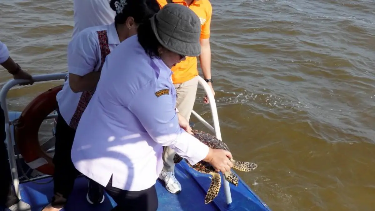 Kepala DKP Kalimantan Barat Natalia Karyawati melepas seekor penyu sisik di perairan laut utara Jungkat. (ANTARA/DKP Kalbar)
