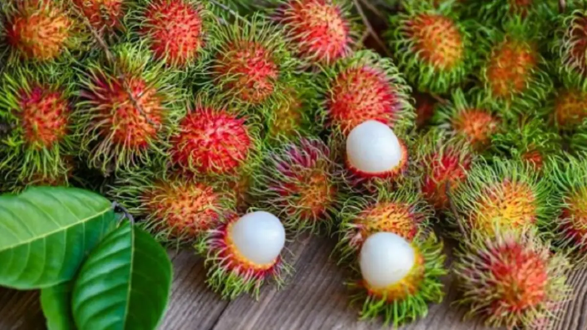 Rambutan (DOK JAWAPOS)