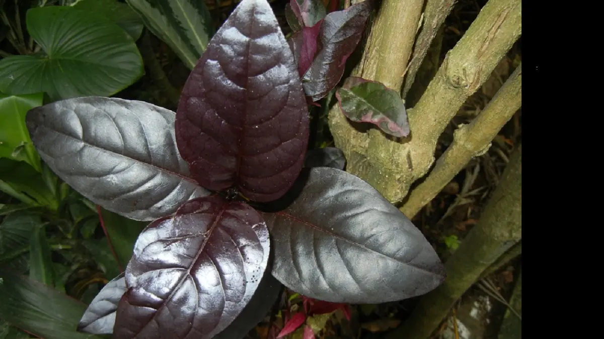 Daun ungu (INDONESIAN FLORA)