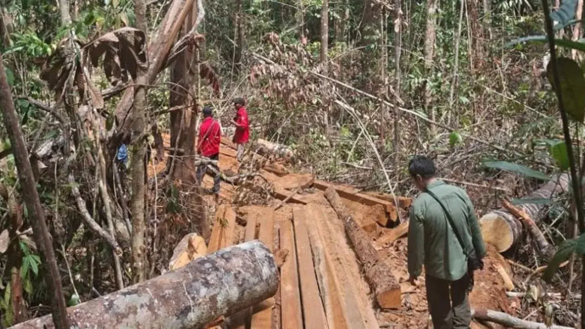 Petugas Kemenhut menemukan temuan kayu olahan di areal eks PBPH, Rabu (22/7/2026) ANTARA/Kemenhut