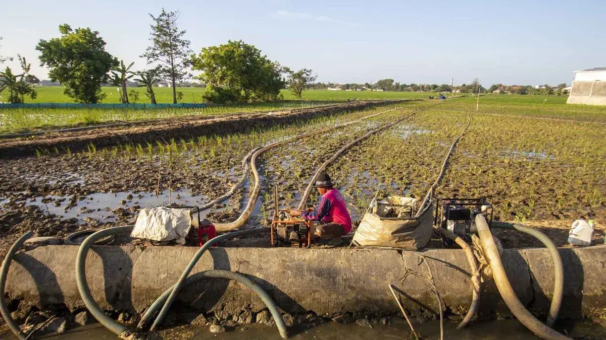 Petani menggunakan pompa sebagai upaya menjaga ketersediaan air irigasi, mempertahankan produktivitas padi, dan memitigasi dampak kekeringan selama musim kemarau. (ANTARA)