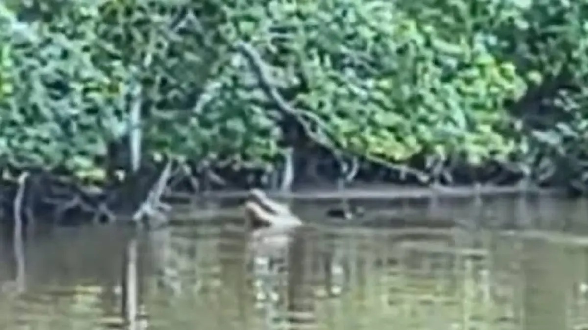 Seekor buaya yang muncul di permukaan. (DOK PONTIANAK POST)   