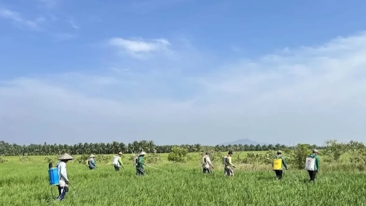 : Sejumlah petani melakukan penyemprotan tanaman padi yang terdampak serangan hama. (ISTIMEWA)