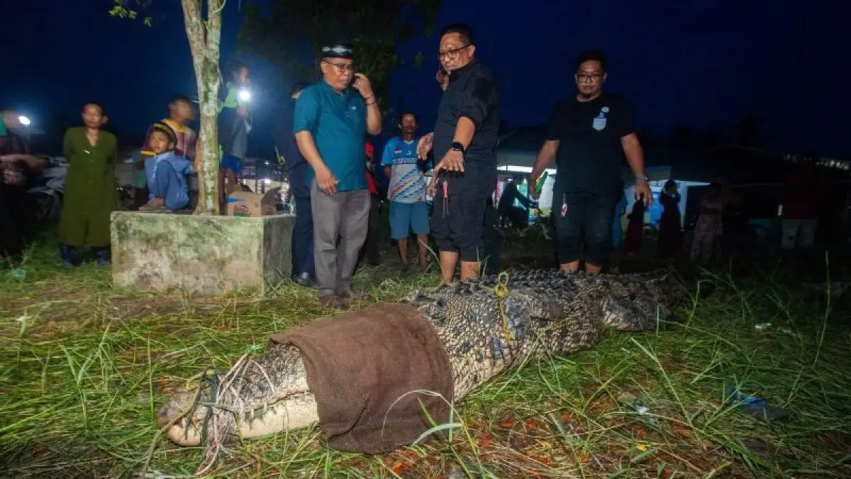 Tim Respons Cepat Balai Pengelolaan Kelautan (Balai PK) Pontianak mengamankan buaya muara berukuran panjang 4,5 meter dari area tambak warga di Desa Jelu Air, Kabupaten Sambas, Kalimantan Barat, setelah terjerat jaring, Senin (27/7/2026). (ANTARA/Sealife Indonesia)