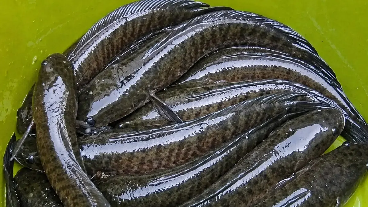 Pemprov Kalimantan Selatan mendorong penguatan budi daya ikan gabus untuk memenuhi kebutuhan industri pengolahan dan menarik investasi. (Dok.Antara)