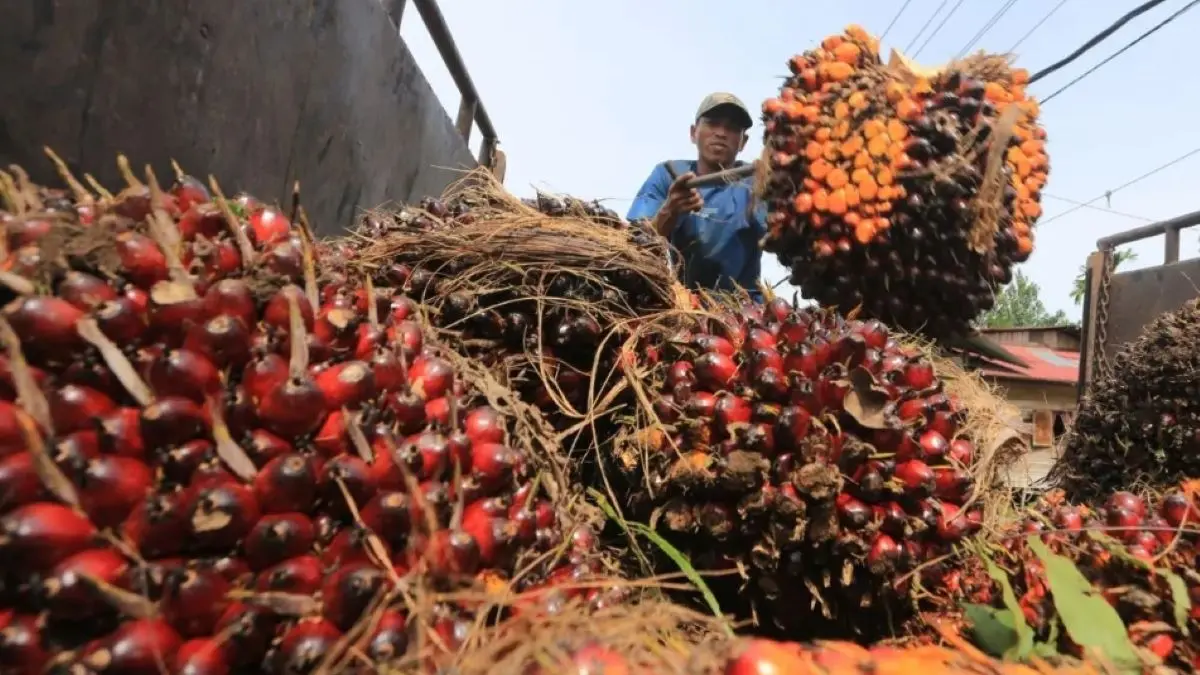 Ilustrasi - Petani melakukan aktivitas bongkar muat Tandan Buah Segar (TBS) kelapa sawit hasil panen miliknya. (ANTARA/Syifa Yulinnas/bar)
