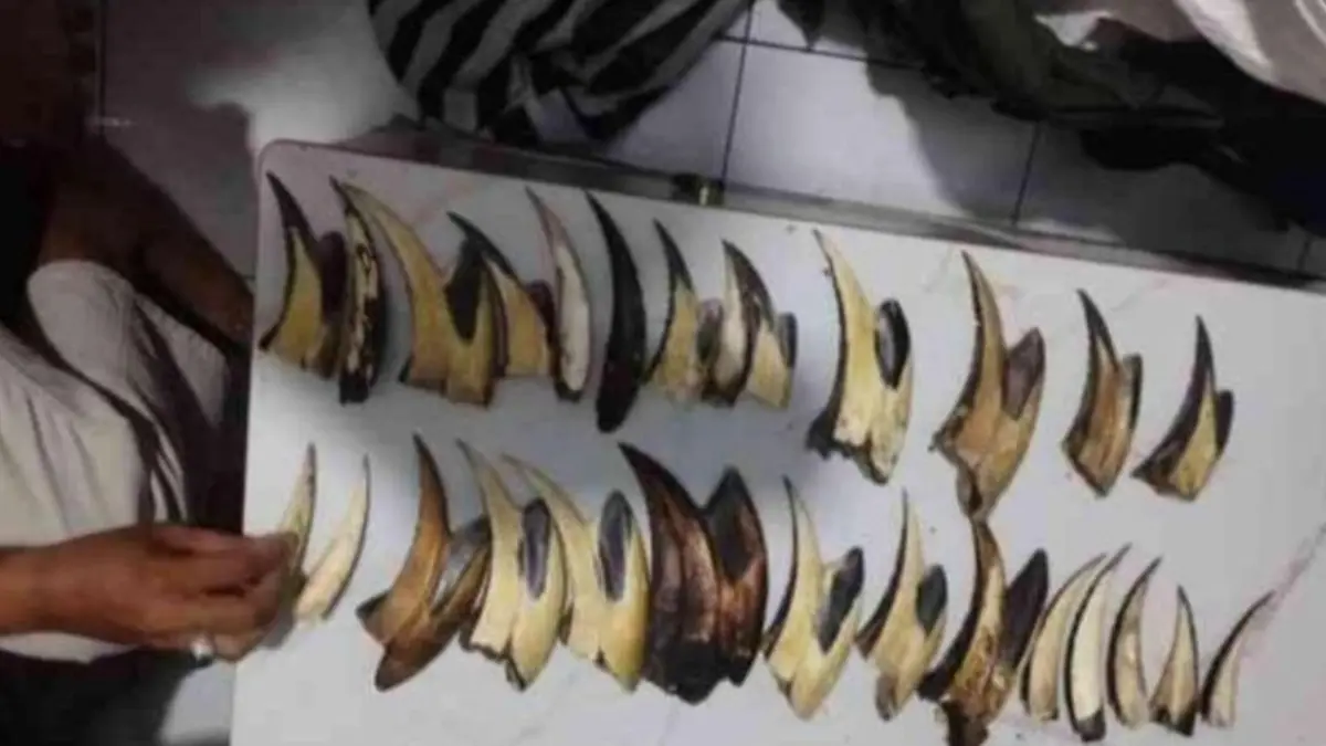 Barang bukti berupa satu karung sisik trenggiling dan 16 buah paruh burung rangkong yang diamankan petugas gabungan dalam penangkapan tersangka perdagangan bagian tubuh satwa liar di Kecamatan Pauh, Kota Padang, Sumatera Barat, Senin (27/7). (ANTARA/HO-Kemenhut