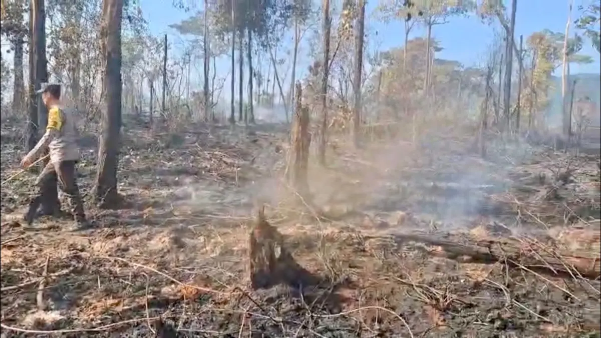 Kondisi lokasi karhutla di Dusun Terentang, Desa Subah, Kecamatan Tayan Hilir, Kabupaten Sanggau, Kamis (30/7) pagi. (ISTIMEWA)