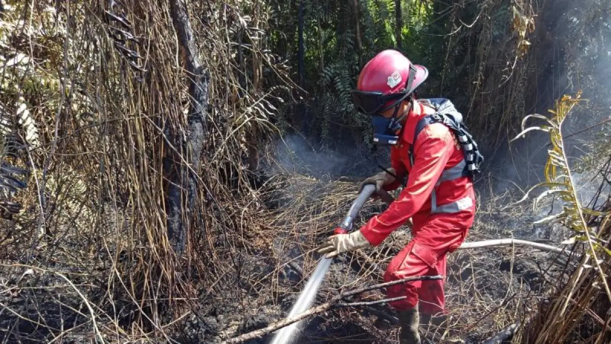 Petugas beruapaya memadamkan api kebakaran hutan dan lahan (karhutla). (Antara)