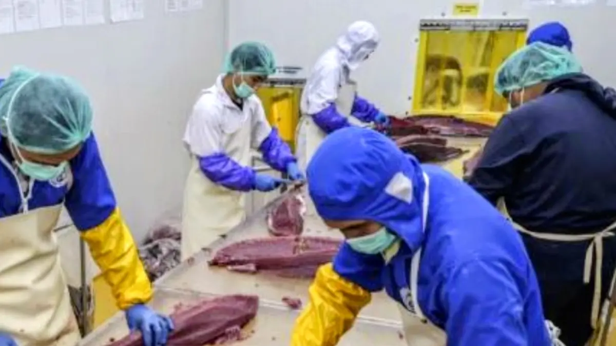 Arsip - Sejumlah pekerja memotong daging ikan tuna untuk kebutuhan ekspor di salah satu unit pengolahan ikan di kompleks Pelabuhan Perikanan Nusantara Ternate, Maluku Utara, Senin (19/1). (ANTARA FOTO/ Andri Saputra/tom.)