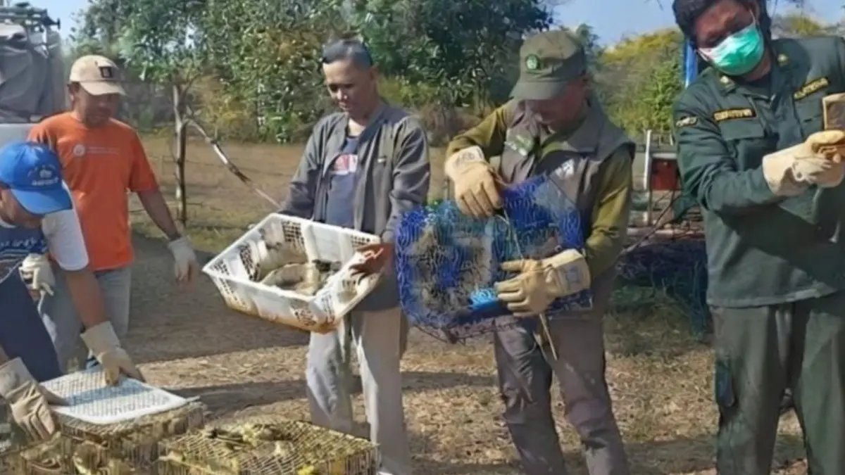 BBKHIT Bali saat mengamankan 284 ekor burung ilegal yang diselundupkan di Pelabuhan Gilimanuk, Denpasar, Senin (3/8). (ANTARA/HO-BBKHIT Bali)