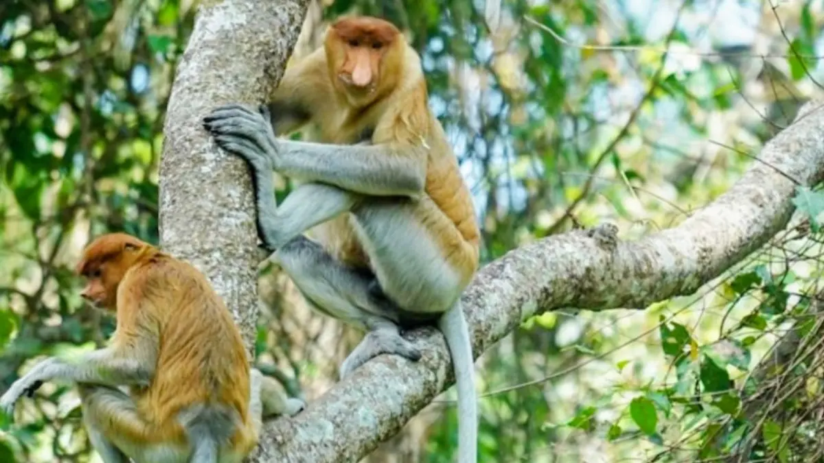Kawanan bekantan di Stasiun Riset Bekantan Pulau Curiak yang dikelola Dr Amalia Rezeki, pendiri yayasan Sahabat Bekantan Indonesia (SBI) sekaligus dosen Pendidikan Biologi FKIP ULM. (ANTARA/Firman)