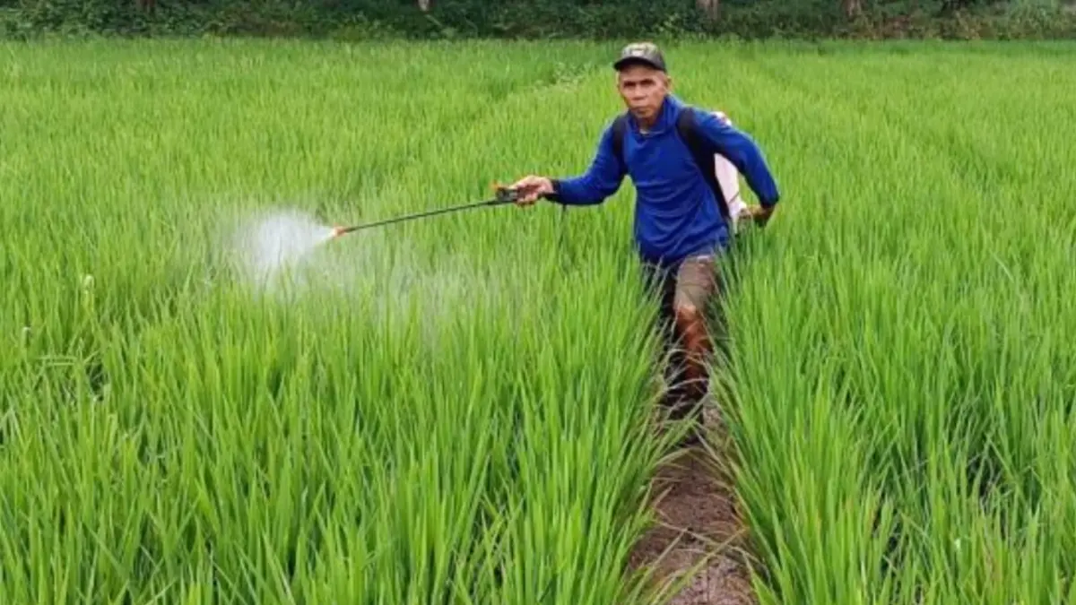 Seorang petani padi saat menyemprot pestisida untuk menghilangkan hama. ANTARA/Khaerul Izan (M)