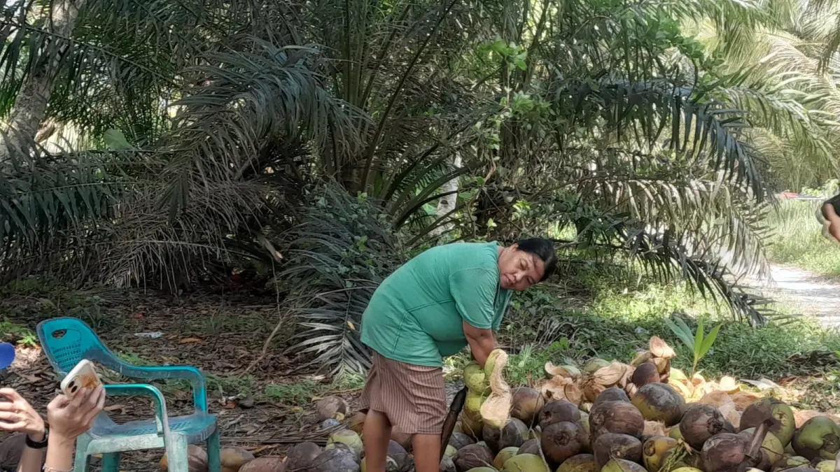 Petani memproses kelapa yang dipanen sebelum dijual ke pengepul.