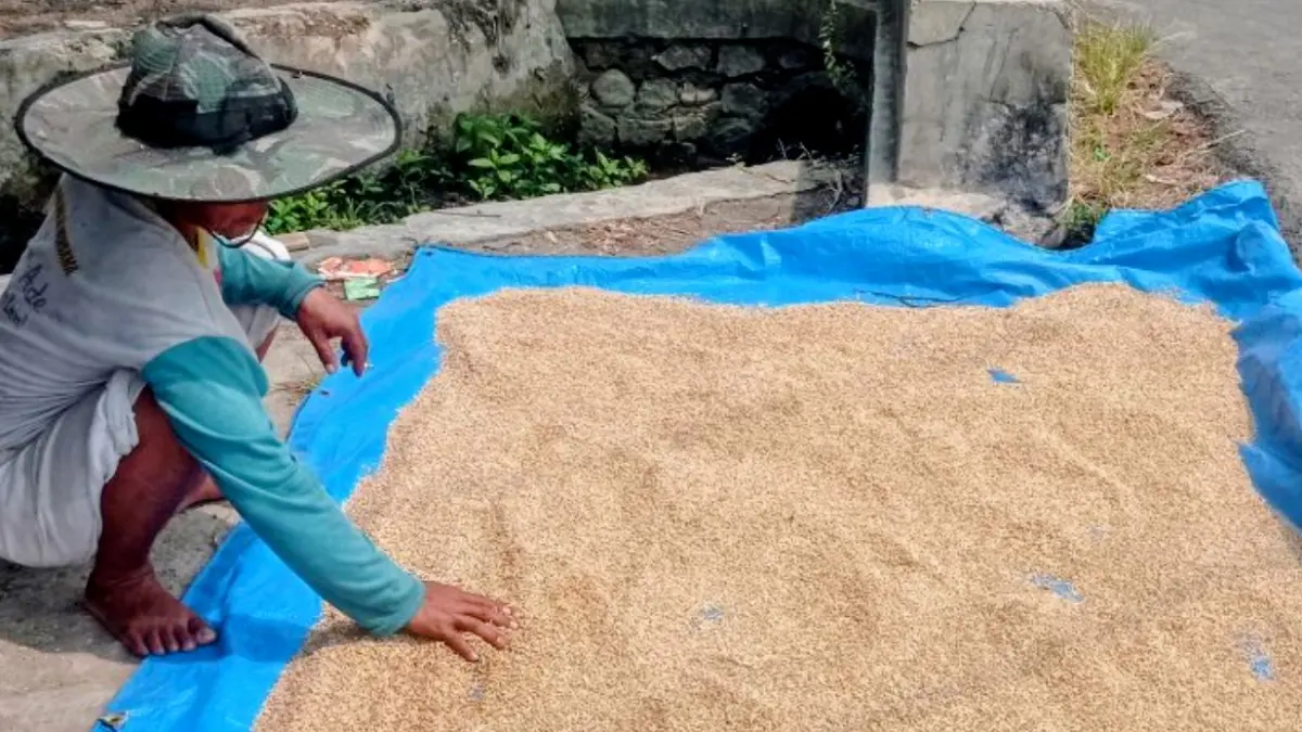 Petani di Blok Sentral Desa Rangkasbitung Timur Kabupaten Lebak, Banten tengah menjemur padi hasil panen dan dijual ke pengepul Rp7.500 per kg. (ANTARA/Mansur).