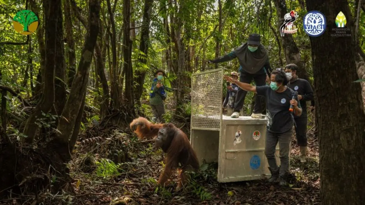 BKSDA) Kalimantan Barat mengevakuasi seekor orangutan jantan dari kawasan perkebunan warga di Desa Kuala Tolak, Kecamatan Matan Hilir Utara, Kabupaten Ketapang. (BKSDA Kalbar)