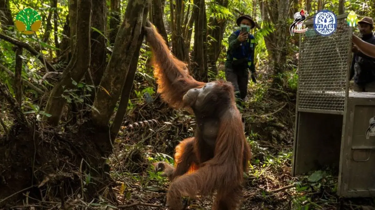 Orangutan jantan bernama 