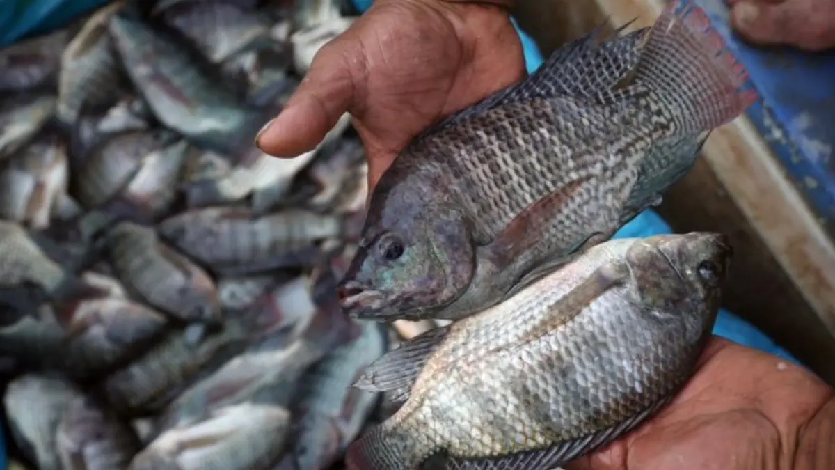 Pekerja menunjukkan hasil panen ikan nila di kawasan tambak Kelurahan Paya Pasir, Medan, Sumatera Utara, Jumat (7/8). ANTARA FOTO/Yudi Manar/hma