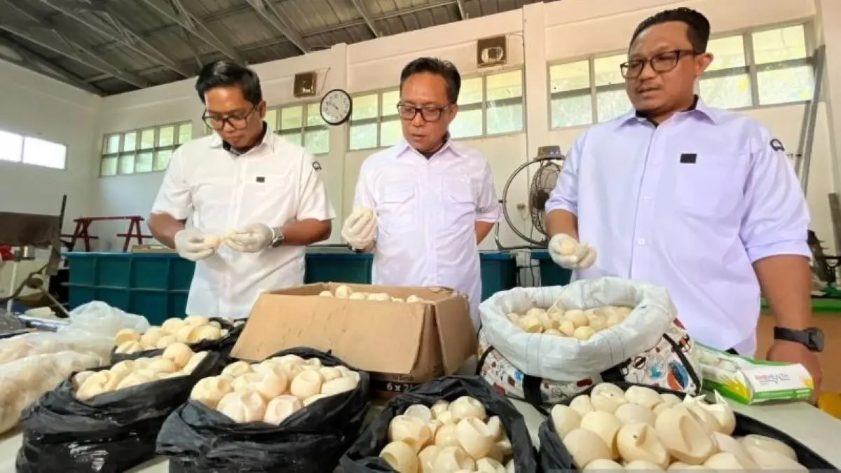 Kepala Balai Pengelolaan Kelautan (BPK) Pontianak Syarif Iwan Taruna Alkadrie menunjukkan telur penyu hasil temuan Badan Karantina Kalimantan Barat di tempat pelaksana di Sintete, Pemangkat. (ANTARA/HO-Sucia Lucinda)