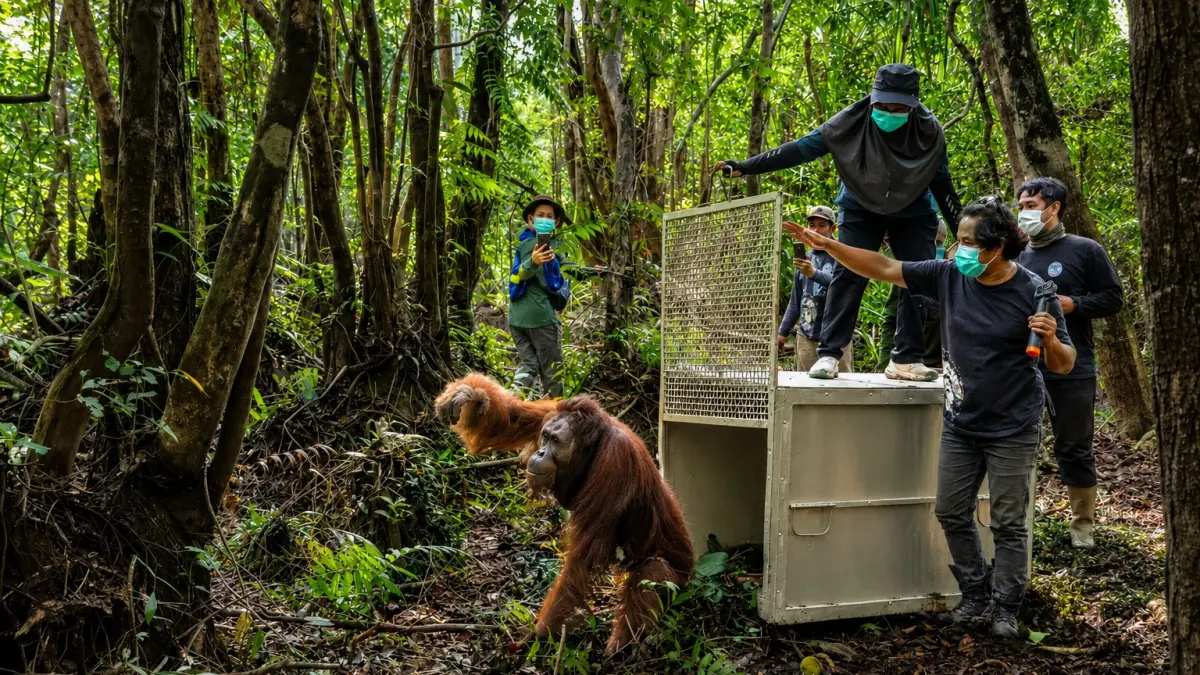 Tim gabungan BKSDA Kalbar, YIARI, dan PT Mopakha mengevakuasi orangutan jantan bernama Wak dari perkebunan warga di Desa Kuala Tolak, Ketapang, akibat ancaman karhutla. (YIARI)