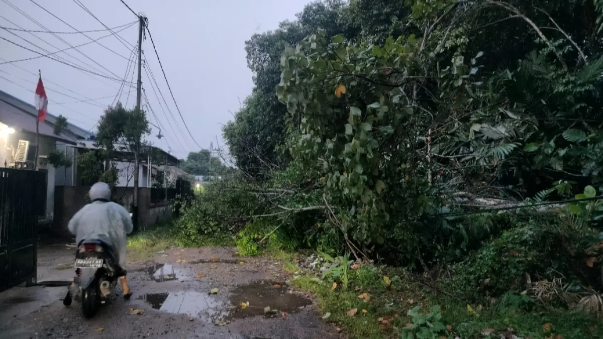 POHON TUMBANG – Pohon besar tumbang di Kompleks Dwi Parma, Jalan Pemda, Parit Mayor, Pontianak Timur, Jumat (14/8/2026), menimpa kabel listrik PLN dan jaringan WiFi. Hingga sore, belum ada penanganan di lokasi.