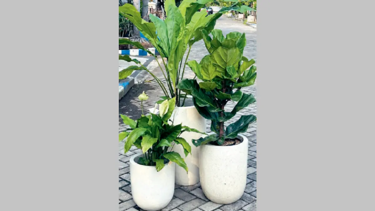 Daun hijau mengilap dengan bunga putih Peace Lily menghadirkan kesan bersih dan elegan. (DOK JAWAPOS)