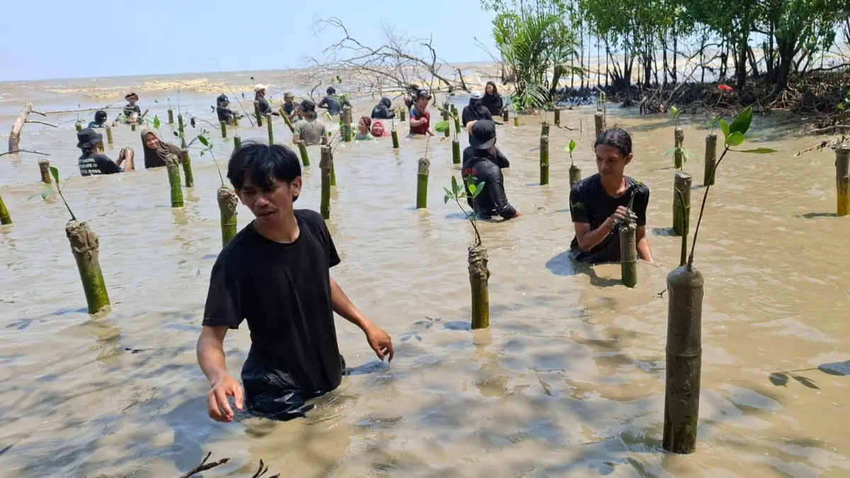 Mahasiswa Kuliah Kerja Nyata (KKN) Kelompok 11 Universitas Muhammadiyah Pontianak (UMP) Tahun 2026 bersama Gemawan menanam bibit mangrove ditanam di Desa Sungai Bakau Kecil. (ISTIMEWA)
