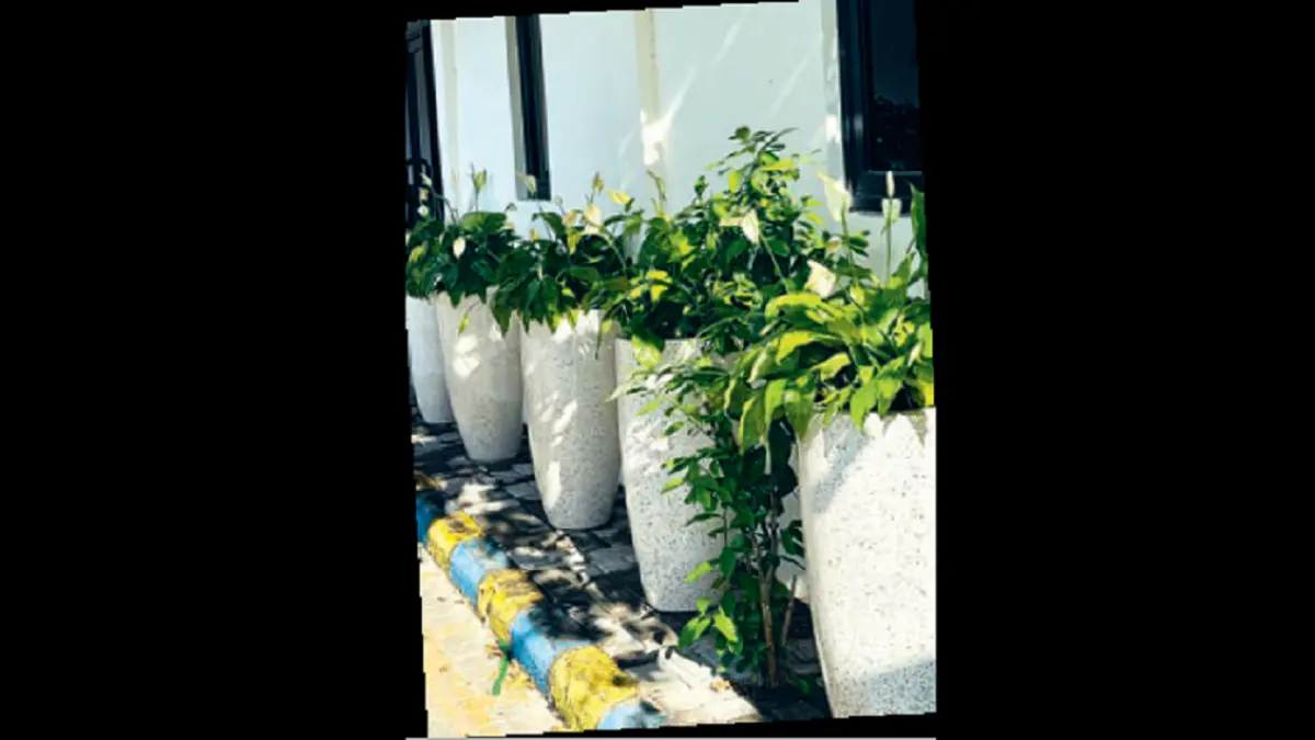 Peace lily cocok diletakkan di dalam ruangan atau area teduh. (DOK JAWAPOS)