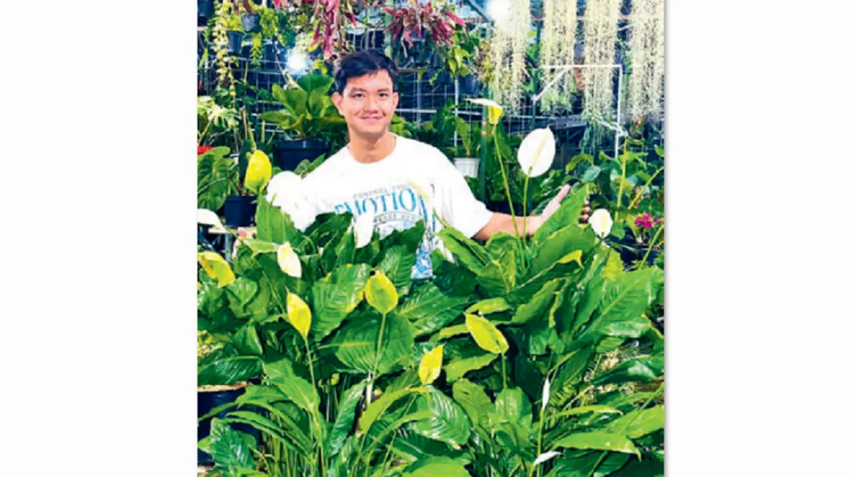Samuel dan koleksi peace lily miliknya. Tanaman ini tumbuh optimal selama kebutuhan cahaya, air, dan media tanam terpenuhi. (DOK JAWAPOS)