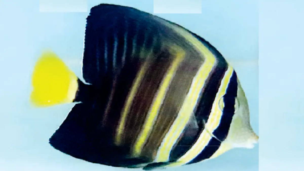 Bentuk tubuh sailfin tang pipih tetapi berisi atau gemuk, dipadukan dengan corak garis-garis senada yang membingkai seluruh permukaan
tubuhnya. (DOK JAWAPOS)