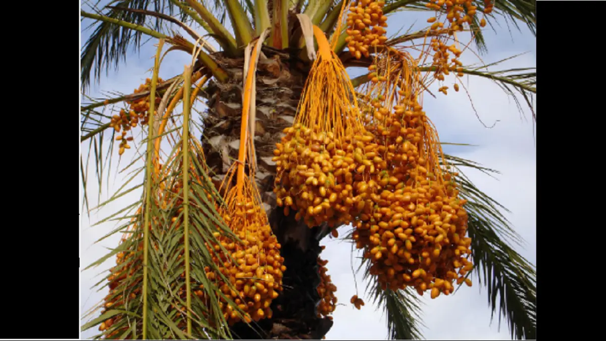 Kurma (DOK JAWAPOS)