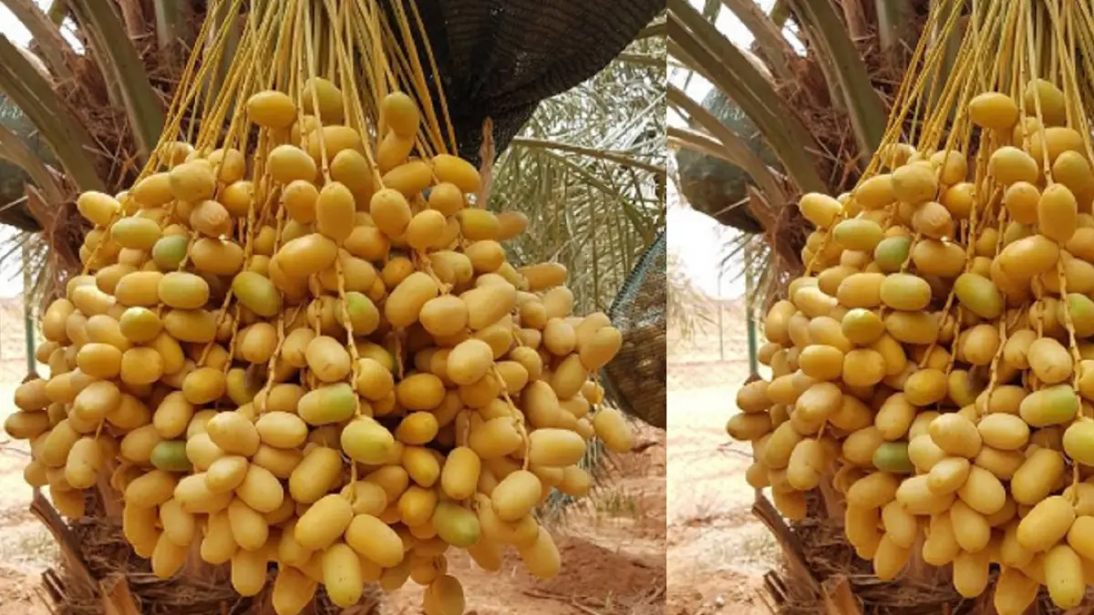 Kurma  (DOK JAWAPOS)