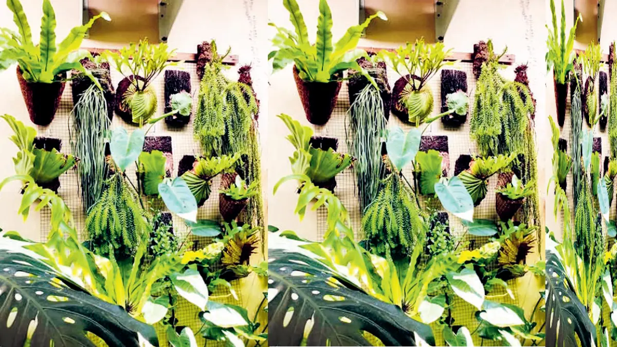Paku-pakuan menarik karena bentuk daunnya bervariasi, memiliki estetika tinggi, dan menghadirkan suasana hutan tropis di rumah. (DOK JAWAPOS)
