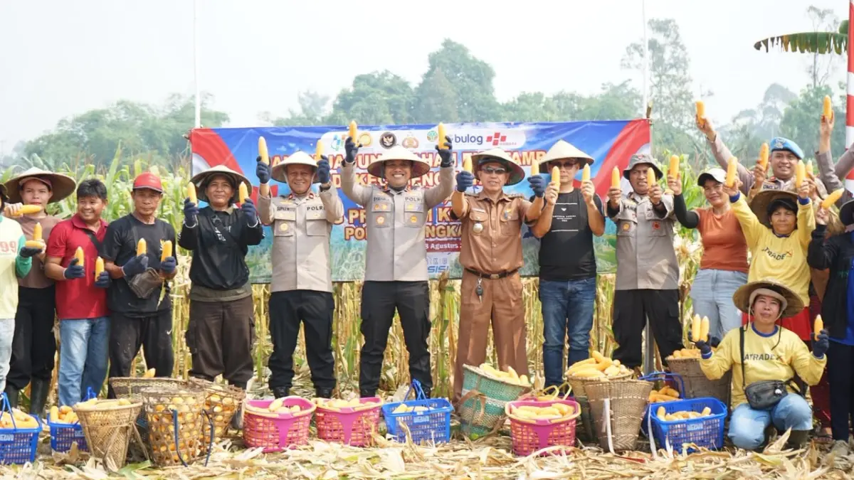 PANEN JAGUNG: Suasana panen jagung di lahan eks-PETI seluas dua hektare di Desa Bani Amas, Kecamatan Bengkayang, yang menghasilkan sekitar lima ton jagung.