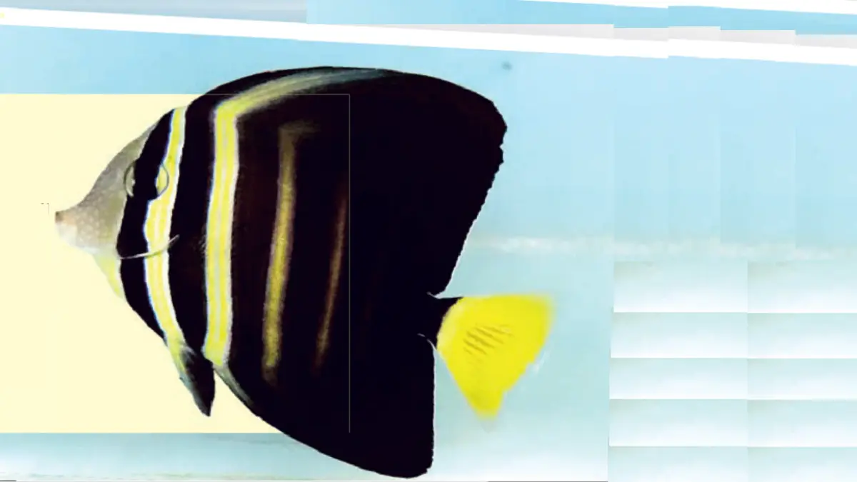 Saat berenang bebas di habitatnya, sailfin tang membentangkan sirip atas dan bawah dengan sangat lebar. (DOK JAWAPOS)