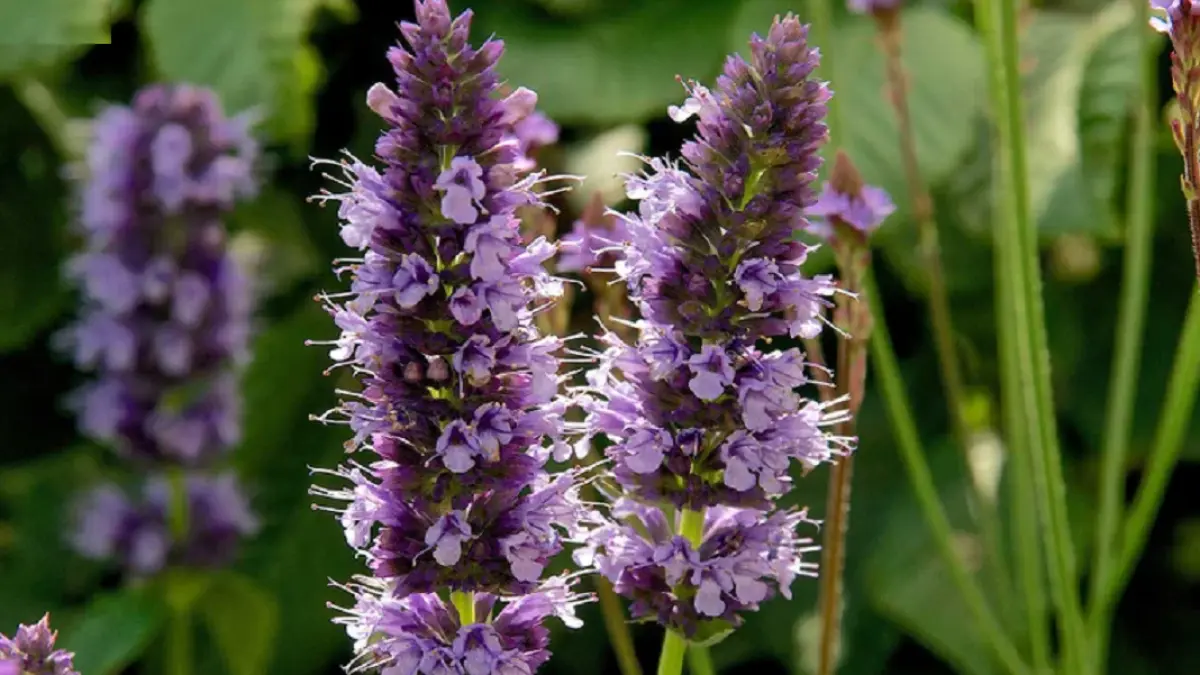 Agastache memiliki bunga berbentuk bulir dan dedaunan aromatik yang menjadikannya salah satu tanaman favorit untuk menarik lebah. (RHS)