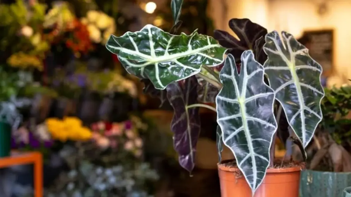 Alocasia memiliki daun besar mengilap berbentuk hati atau panah dengan urat daun yang membentuk pola mencolok. (RHS)