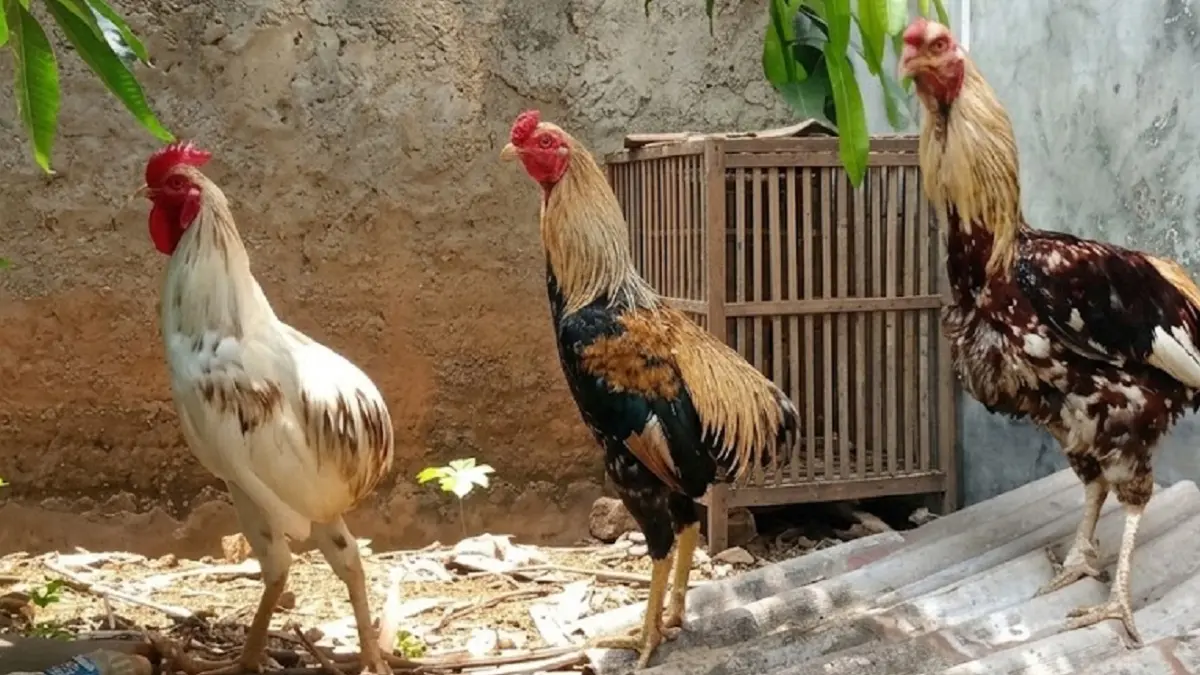 Ayam tukong asli Kalbar.