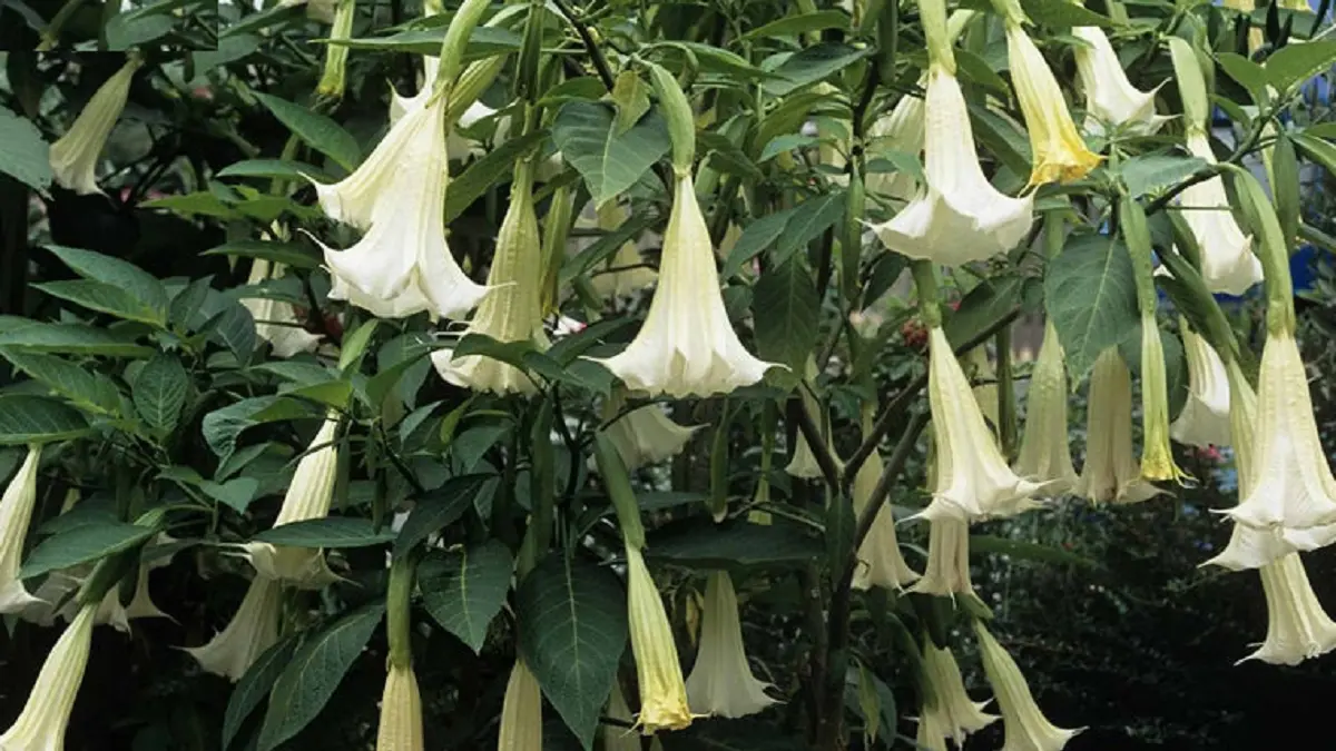 Brugmansia menghasilkan bunga terompet besar dan harum yang menggantung dari cabang serta bermekaran sepanjang musim panas. (RHS)