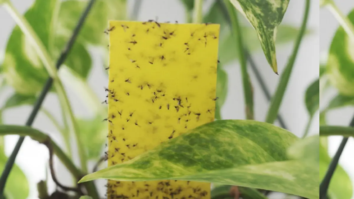 Fungus gnats merupakan lalat kecil berwarna hitam yang sering beterbangan di sekitar tanaman hias dan hidup di media tanam. (PATCHPLANTS)