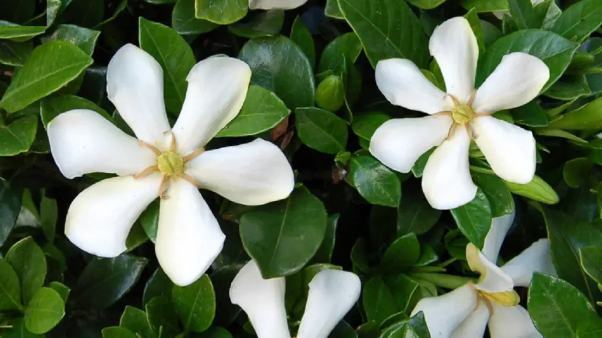 Gardenia memiliki bunga putih krem yang sangat harum dengan daun hijau tua mengilap dan dapat tumbuh sebagai tanaman hias. (RHS)