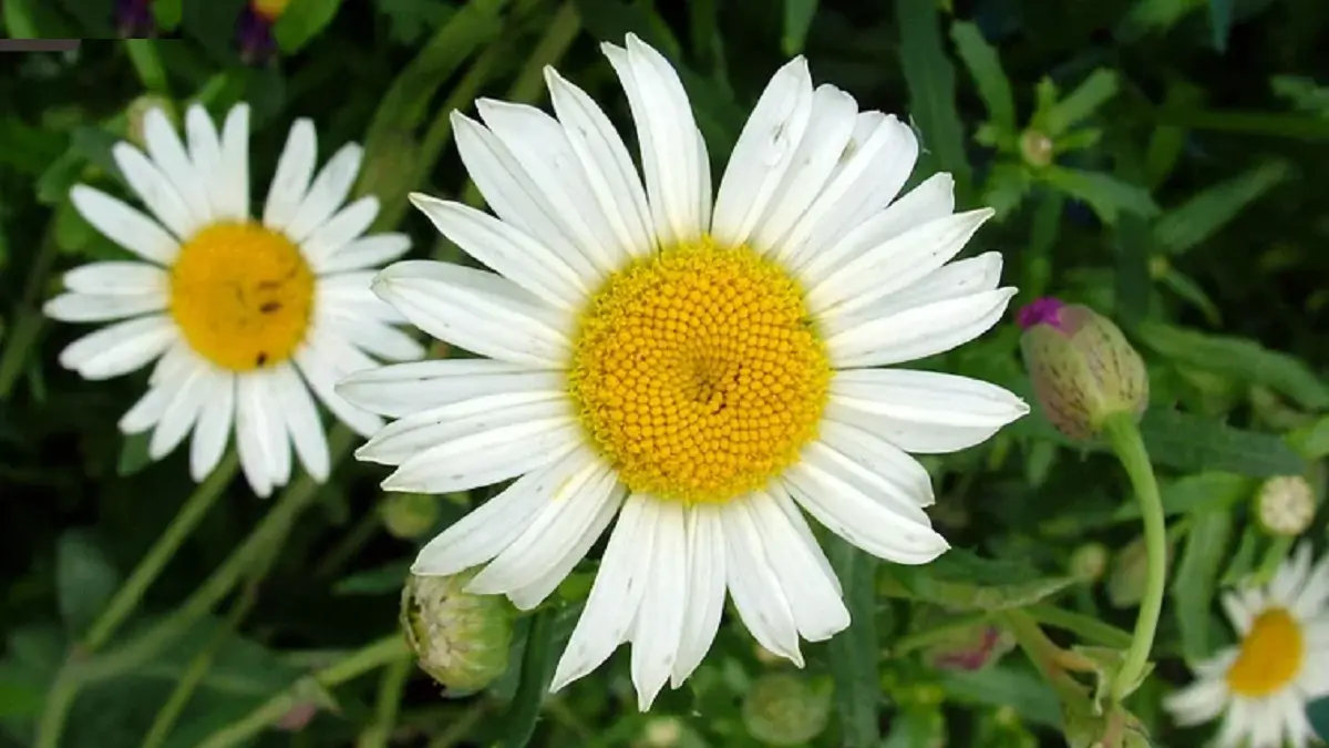 Leucanthemum annual menghasilkan banyak bunga daisy putih atau kuning pucat dan umumnya tumbuh setinggi 15–25 sentimeter. (RHS)