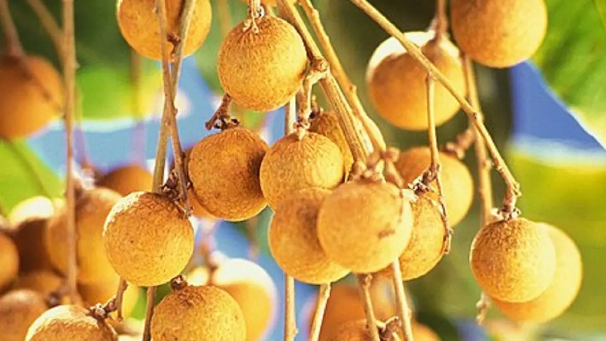 Pohon kelengkeng memiliki daun hijau mengilap dan menghasilkan buah manis dalam kelompok dengan kulit cokelat tipis. (WIKIPEDIA)