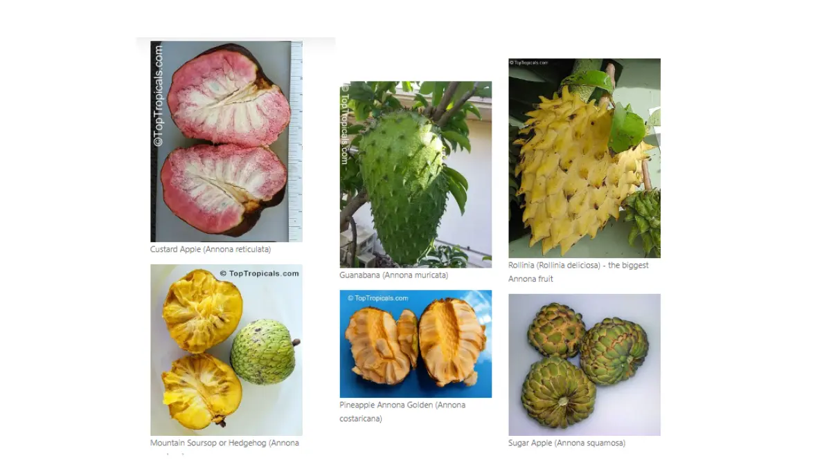 Annona merupakan kelompok pohon buah tropis berukuran kompak yang dapat dipelihara dalam pot dan menghasilkan buah eksotis. (TOPTROPICALS)