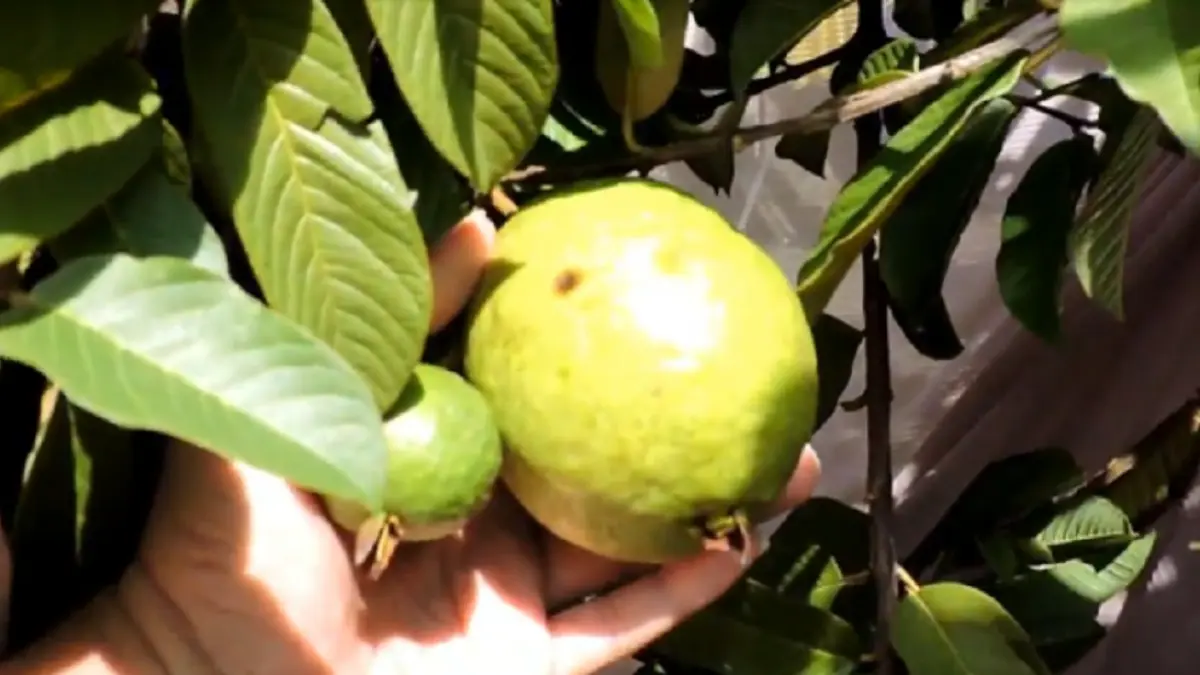 Jambu biji dapat ditanam dalam pot berukuran cukup besar sehingga cocok menjadi pilihan bagi pemilik lahan terbatas. (YOUTUBE KANG HANDRI)
