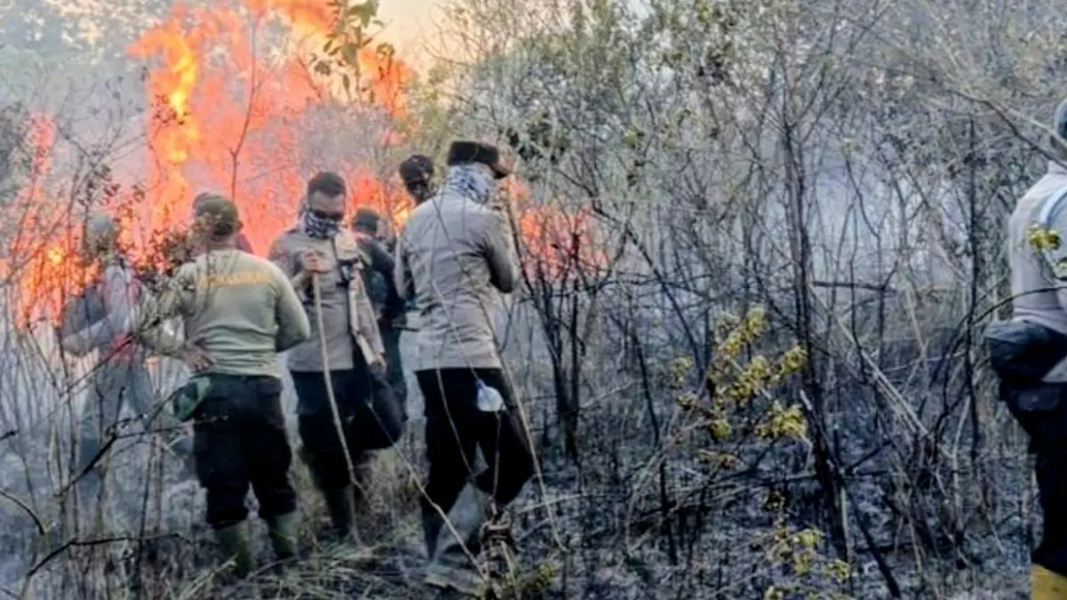 Petugas gabungan berupaya memadamkan kebakaran hutan di kawasan Taman Nasional Way Kambas (TNWK), Kabupaten Lampung Timur, Sabtu. (ANTARA/HO-Polres Lampung Timur)